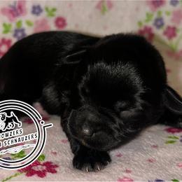 White collar - Black female Miniature Schnauzer puppy in Conroe, Texas from Wowzers Mini Schnauzers