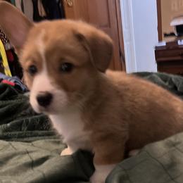 Oscar Boy 4 - White and red male Pembroke Welsh Corgi puppy in Chesterton, Indiana from Oliver Pembroke Welsh Corgis