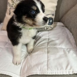 Australian Shepherd Puppies from Double R Farm Aussies