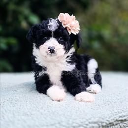Thyme - Black and white female Aussiedoodle puppy in Centreville, Mississippi from Trin's Designer Doodles