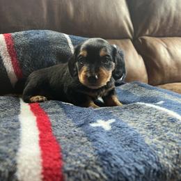 Dachshund Puppies from Wet Mountain Weenie Dogs