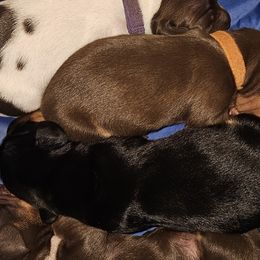 Dachshunds from Kristen Yonkie