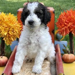 Assorted Doodle Crosses, Aussiedoodles, Bernedoodles, Old English Sheepdogs, and Poodles from Mountain Peak Doodles