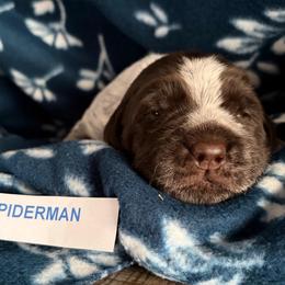 Spider-Man - Brown and gray male Wirehaired Pointing Griffon puppy in Grangeville, Idaho from Happy Hollow Griffons