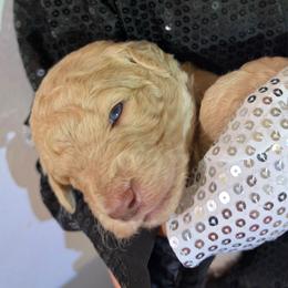 Thriller - Apricot male Labradoodle puppy in Lansing, North Carolina from Murphy Manor Mountain Doodles