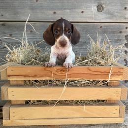 Willy - Piebald male Dachshund puppy in Deming, New Mexico from FoxieDoxies of New Mexico