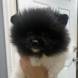 Chloe - Black parti female Pomeranian puppy in Jacksonville, North Carolina from Bourlet Poms