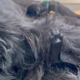 Peach Collar - Black Giant Schnauzer puppy in Forest Grove, Oregon from Wessels Giant Schnauzers