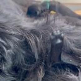 Peach Collar - Black Giant Schnauzer puppy in Forest Grove, Oregon from Wessels Giant Schnauzers