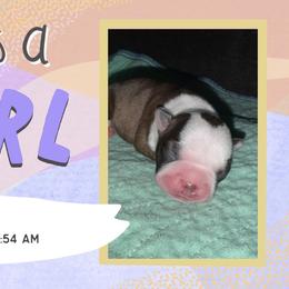 Faye - Brindle and white female Boston Terrier puppy in Jupiter, Florida from CJM Boston and Boxer Puppies
