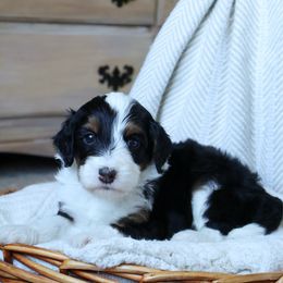 Bear - Black male Goldendoodle puppy in Temecula, California from Temecula Creek Doodles