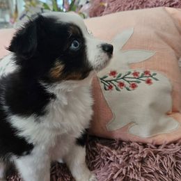 Miniature Australian Shepherd Puppies from Jay Baker