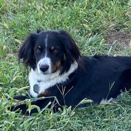 Australian Shepherds from Duffy's Mini Aussies