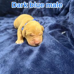 Dark blue - Golden male Golden Retriever puppy in Salt Lake City, Utah from Soaring golden retrievers