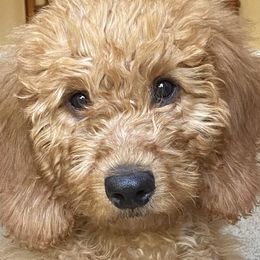 Goldendoodles from Dolly’s Doods