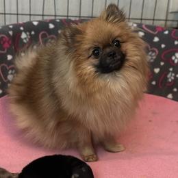Taffy - Pomeranian