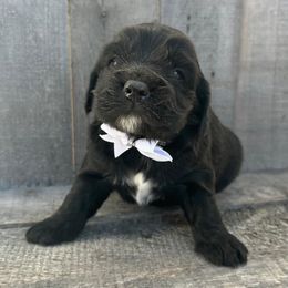 Cockapoo and Poodle Puppies from DoodleForever