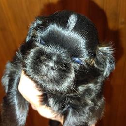 Watson - Red male Shih Tzu puppy in Palmyra, New York from Karen's Tzus of Palmyra-Macedon