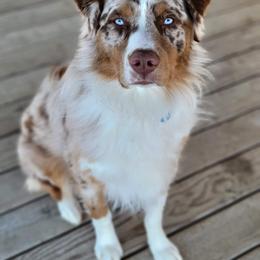 Australian Shepherd All Grown Up from Wexford Creek Aussies