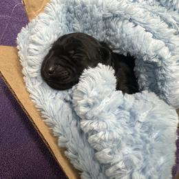 Amanita - Blue and black female Kerry Blue Terrier puppy in Sykesville, Maryland from Black Sails