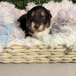 Shepherd - Black tri-color male Australian Shepherd puppy in Placerville, California from BFF Aussies