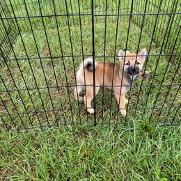Mochi - Sesame female Shiba Inu puppy in Lakeland, Florida from Shiba Co.