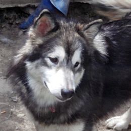 Freya - Alaskan Malamute
