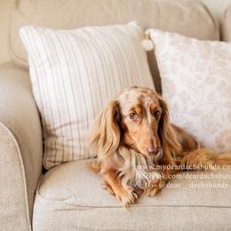 Bodhi - Dachshund