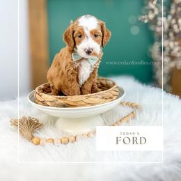 F O R D - Red  male Goldendoodle puppy in Cedar City, Utah from Cedar Doodles- Home of the Teddybear Goldendoodle