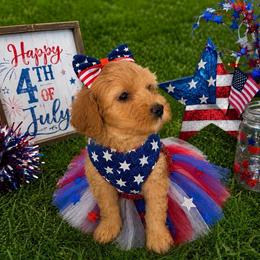 Amanda - Apricot female Goldendoodle puppy in Aurora, Illinois from Chicago Goldendoodles
