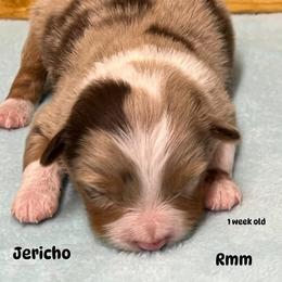 Jericho - Red merle male Australian Shepherd puppy in Magee, Mississippi from Paint ByNumbers Ranch