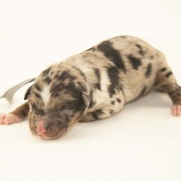 Cedar - Blue merle male Australian Shepherd puppy in Placerville, California from BFF Aussies