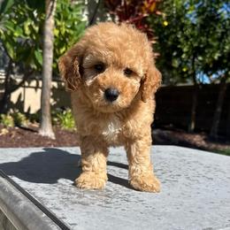 Boy 1 - Apricot male Poodle puppy in San Diego, California from Goldendoodles & Poodles of San Diego