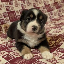 Jade - Black tri female Miniature Australian Shepherd puppy in Crockett, Texas from Pleasant Grove Aussies