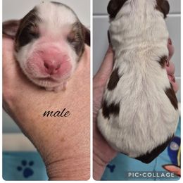 Boy 2 - Liver white and tan male Springerdoodle puppy in Freeland, Michigan from McNally's Springer Spaniels
