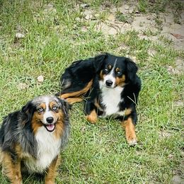 River - Miniature Australian Shepherd