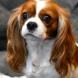 Cavalier King Charles Spaniels from HillTop Cavaliers