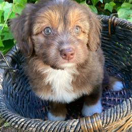 Pringles - female Australian Mountain Doodle puppy in Port Orchard, Washington from Yukon Harbor Doodles