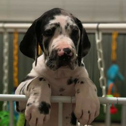Great Danes from Meadow Creek Great Danes