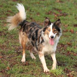 Glory - Border Collie