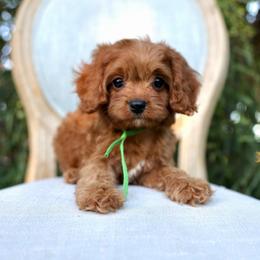 Pumpkin - Red male Cavapoo puppy in Queen Creek, Arizona from Dulcito Doodles