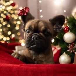 Lu - French Bulldog