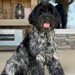 Mamba - Australian Labradoodle