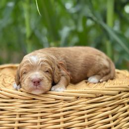 Orange - Apricot male Goldendoodle puppy in Hesperia, Michigan from Red Acres Poodles & Doodles