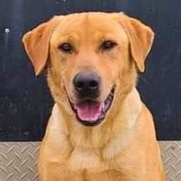 Cas - Labrador Retriever
