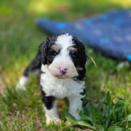 Saffron - Tri-color female Bernedoodle puppy in Shelton, Washington from NW Bernedoodles of Washington