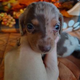 Candy - Chocolate and tan female Dachshund puppy in Hudson, Michigan from Mittentail Kennel Miniature Dachshunds & Australian Shepherds