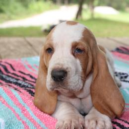 Kyla - Lemon and white female Basset Hound puppy in Missouri from Clevenger Farms