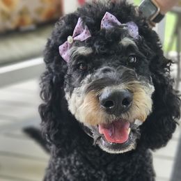 Mabel - Bernedoodle