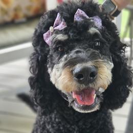 Mabel - Bernedoodle